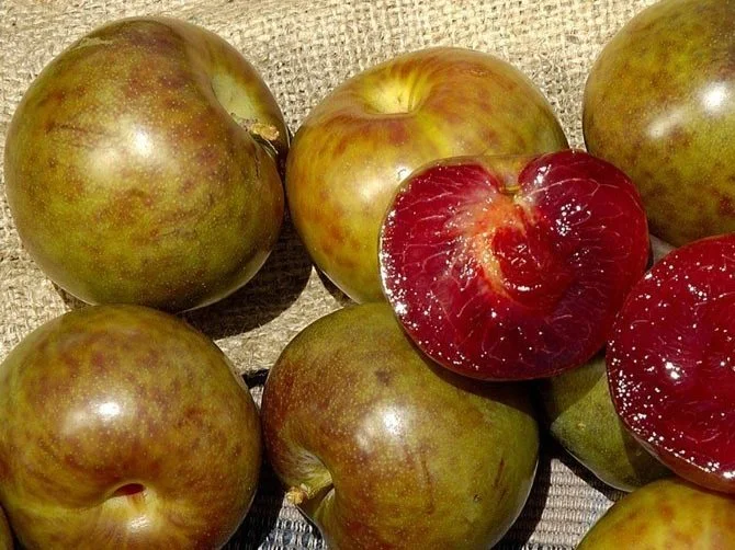 Plum Tree, Plum Varieties — Burchell Nursery
